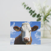 Beierse koe tegen blauwe lucht briefkaart (Staand voorkant)