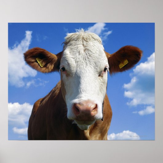 Beierse koe tegen blauwe lucht poster (Voorkant)