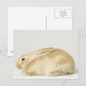 Beige bunny-konijn tegen witte achtergrond 4 briefkaart (Voorkant / Achterkant)