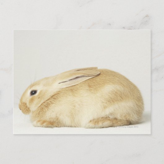 Beige bunny-konijn tegen witte achtergrond 4 briefkaart (Voorkant)
