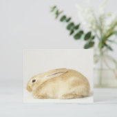 Beige bunny-konijn tegen witte achtergrond 4 briefkaart (Staand voorkant)
