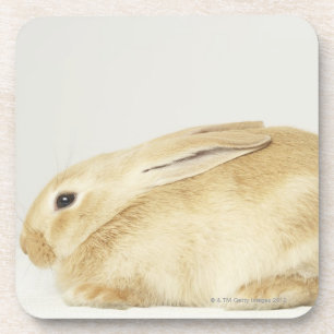 Beige bunny-konijn tegen witte achtergrond 4 onderzetter