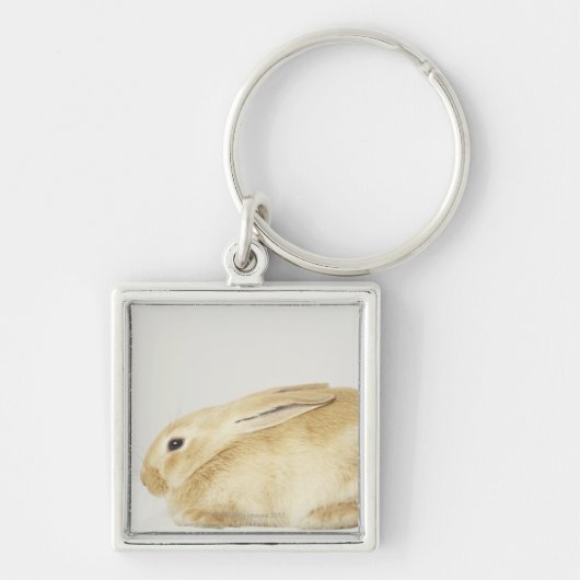 Beige bunny-konijn tegen witte achtergrond 4 sleutelhanger (Voorkant)