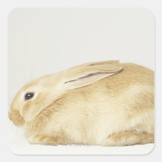 Beige bunny-konijn tegen witte achtergrond 4 vierkante sticker (Voorkant)
