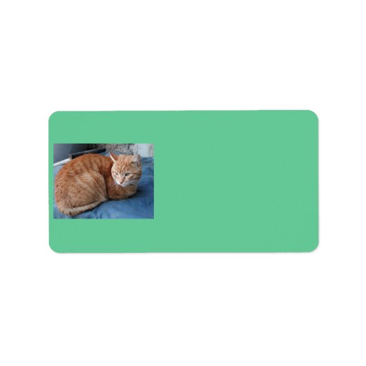 Beige Kat Adres Etiket (Voorkant)
