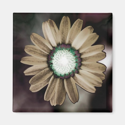 Beige Rustic Daisy Magnet (Voorkant)