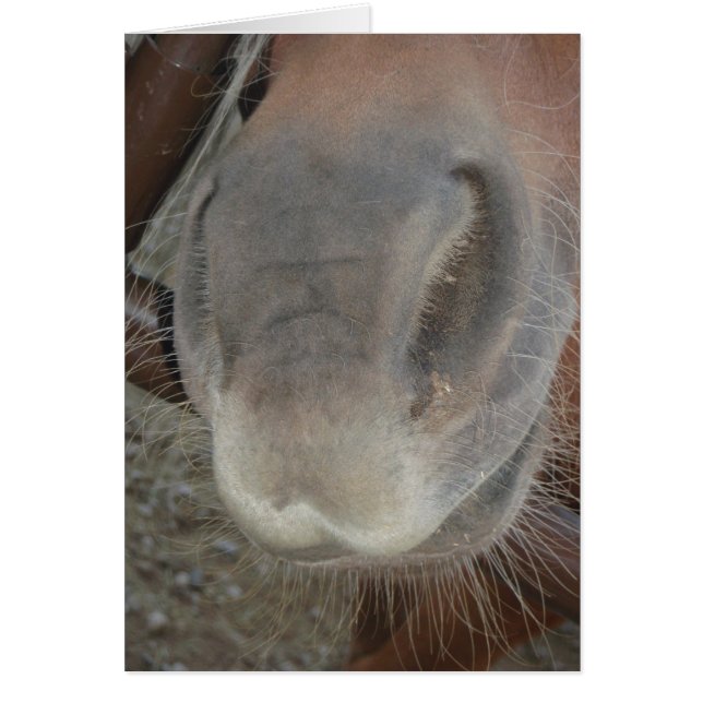 BEIN' NOSEY (Voorkant)