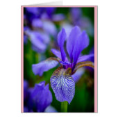 Bekend als een februari-geboortebloem, de baard Ir (Voorkant)