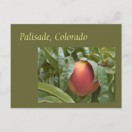 Bekende Palisade Peach op de boom Briefkaart