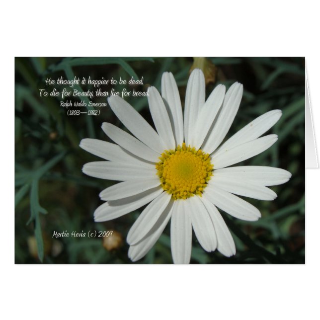 Bekende woorden: Beauty - White Daisy Card Series  (Voorkant Horizontaal)