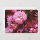 Bekendmaking van de roze Cherry Blossom Memorial S Kaart (Achterkant)