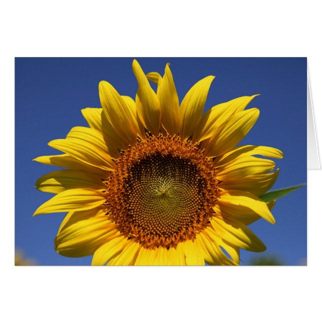 Bekijk een boe (Voorkant Horizontaal)