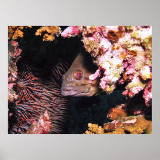 Bekijk een Boo Grouper Poster