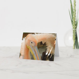 Bekijk hier de Pelican Note Kaart