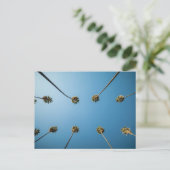 Bekijken naar palmbomen (Altadena, CA) Briefkaart (Staand voorkant)