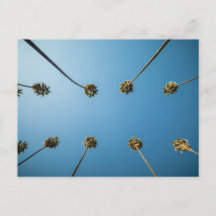 Bekijken naar palmbomen (Altadena, CA)