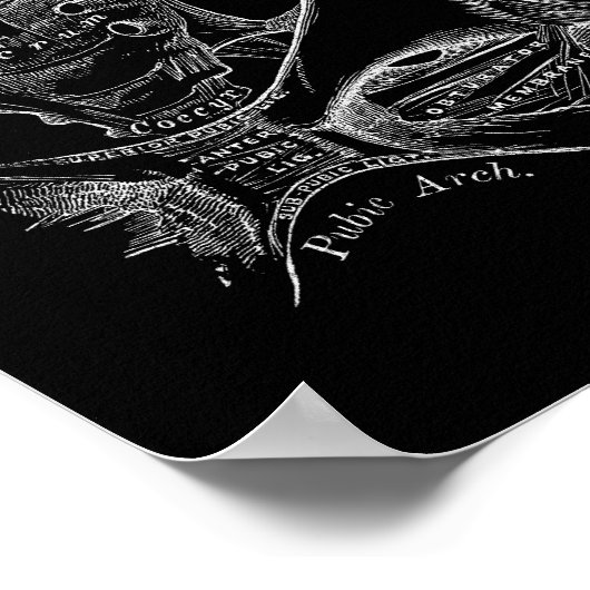 Bekken Anatomie Wetenschap Illustratie Wit op Zwar Poster (Hoek)