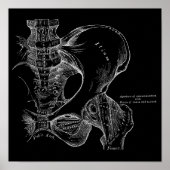 Bekken Anatomie Wetenschap Illustratie Wit op Zwar Poster (Voorkant)