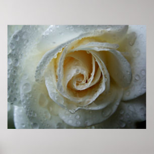 Beklimmen van Iceberg Rosa Poster