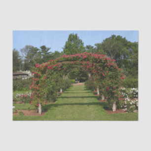 Beklimmen van Roos Arch Elizabeth Park Garden Hart Tissuepapier