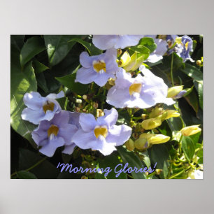 Beklimmende blikjes poster