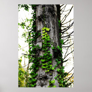 Beklimming Ivy Poster