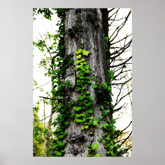 Beklimming Ivy Poster (Voorkant)