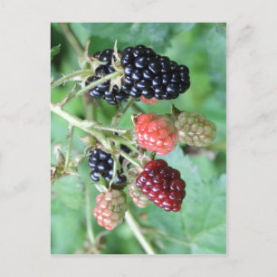 Beknopte beschrijving Blackberries in een reeks ri Briefkaart