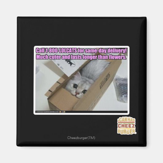Bel 0800-LOLCATS Magneet (Voorkant)