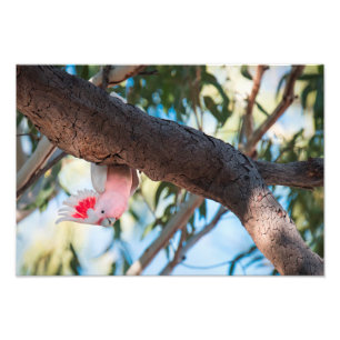 "Bel je?" Majoor Mitchell's prints van de katoenfo Foto Afdruk