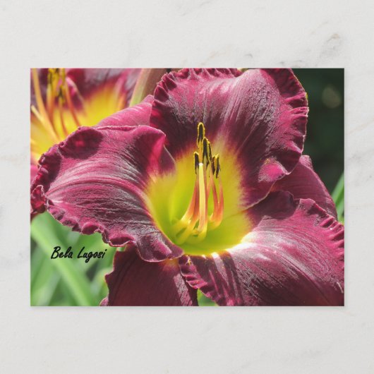 Bela Lugosi - Daylily Briefkaart (Voorkant)