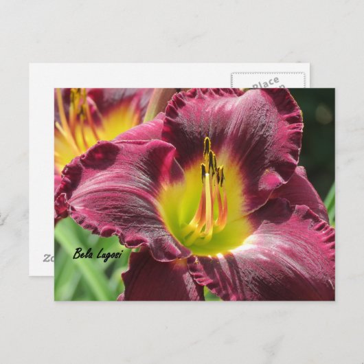 Bela Lugosi - Daylily Briefkaart (Voorkant / Achterkant)