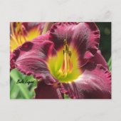 Bela Lugosi - Daylily Briefkaart (Voorkant)