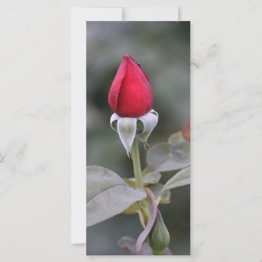 Belang van de Kaart van Love Prayer (Achterkant)