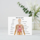 Belangrijke interne organen in de grafiek van het  briefkaart (Staand voorkant)