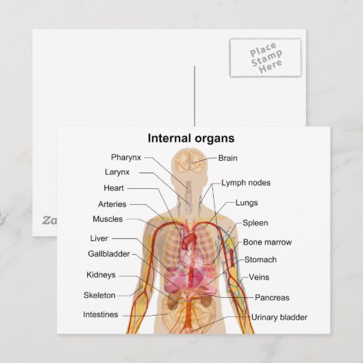 Belangrijke interne organen in de grafiek van het  briefkaart (Voorkant / Achterkant)