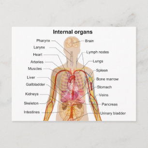 Belangrijke interne organen in de grafiek van het  briefkaart