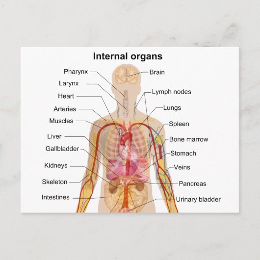 Belangrijke interne organen in de grafiek van het  briefkaart (Voorkant)
