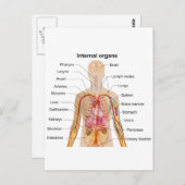 Belangrijke interne organen in de grafiek van het  briefkaart (Voorkant / Achterkant)