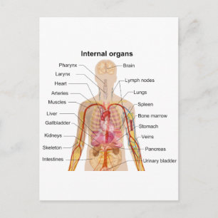 Belangrijke interne organen in de grafiek van het  briefkaart