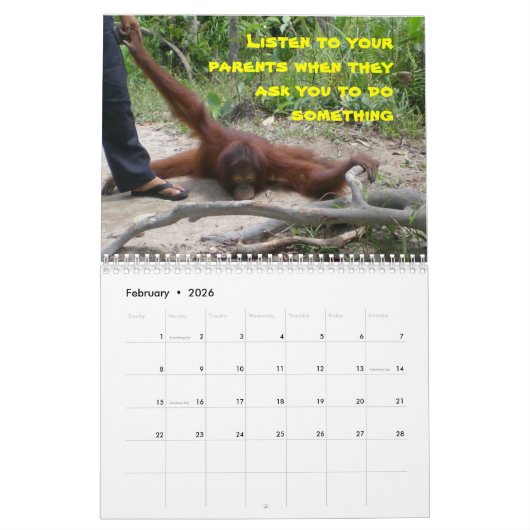 Belangrijke lessen van Krista Orangutan Calendar Kalender (Feb 2026)