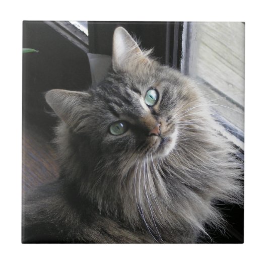 Belangrijkste Tegel van Coon Kitty Cat Ceramic Tegeltje (Voorkant)