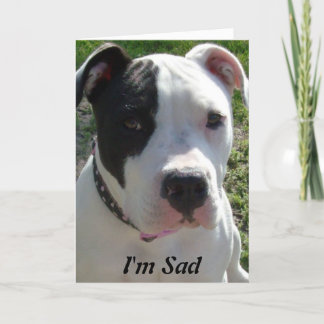 Belated Birthday Card with Pittbull Dog Kaart