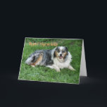 Belated Birthday-customize Kaart<br><div class="desc">Ol' Duke was my Dad's dog and Daddy's spoiled him rotten with cookies. Australian Shepherds make wonderful companions. Use the gevoel inside or change to your words with my easy template.</div>