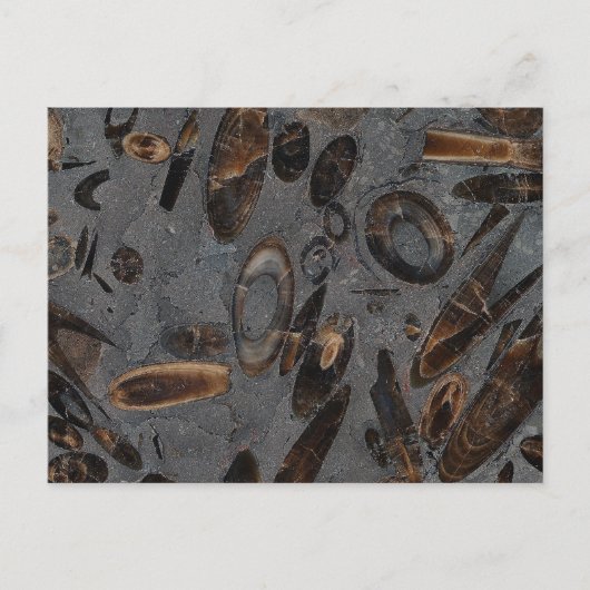 Belemnites Briefkaart (Voorkant)