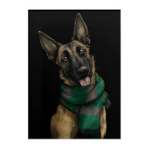 Belgian Malinois Wearing a Scarf