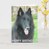 Belgian Shepherd Dog wenskaart Kaart (Gele Bloem)