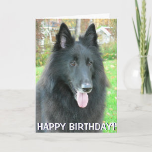 Belgian Shepherd Dog wenskaart Kaart