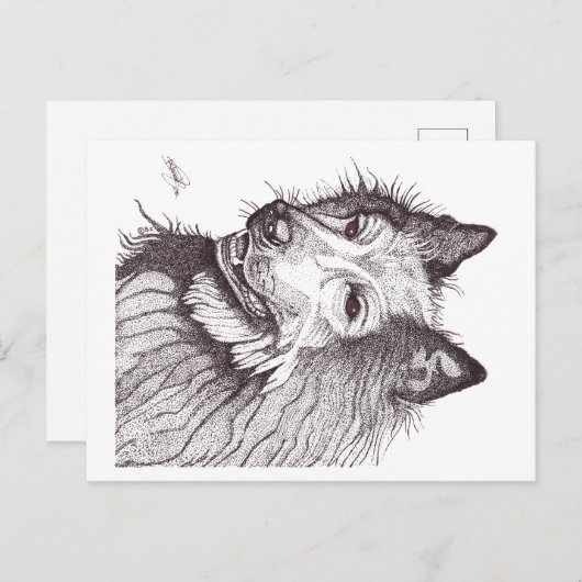 BELGIAN SHEPHERD GROENENDAEL BRIEFKAART (Voorkant / Achterkant)