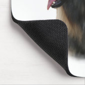 Belgian Tervuren Meet the Breed Muismat (Hoek)